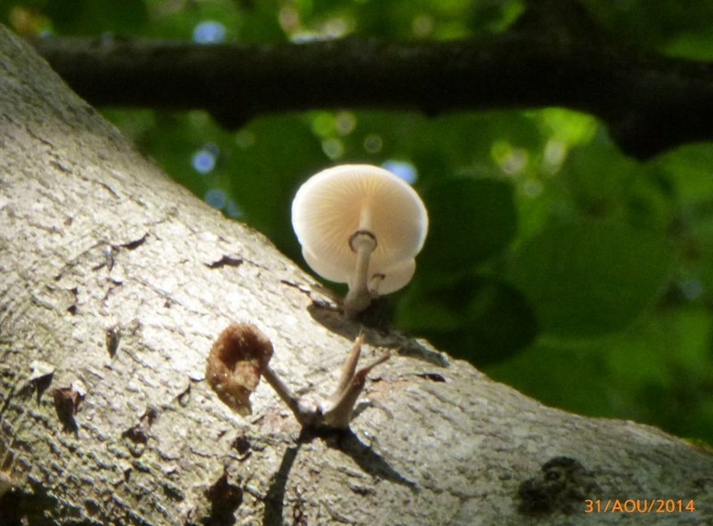 Oudemansellia mucida 001